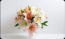 Send Lilies to India